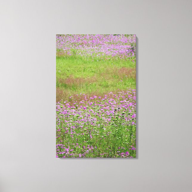 Queen Anne's Lace Daucus carota) growing Canvas Print (Front)