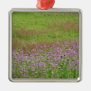 Queen Anne's Lace Daucus carota) growing Metal Tree Decoration