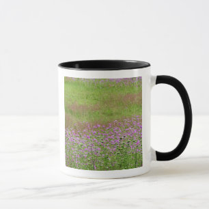 Queen Anne's Lace Daucus carota) growing Mug