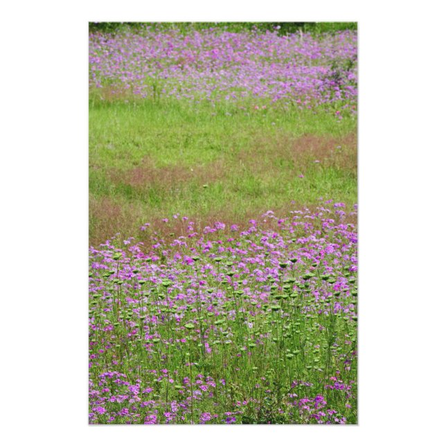 Queen Anne's Lace Daucus carota) growing Photo Print (Front)