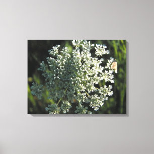 Queen Anne's Lace Flower Picture Canvas Print