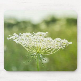 Queen Anne's Lace Flower Wildflowers Mouse Pad