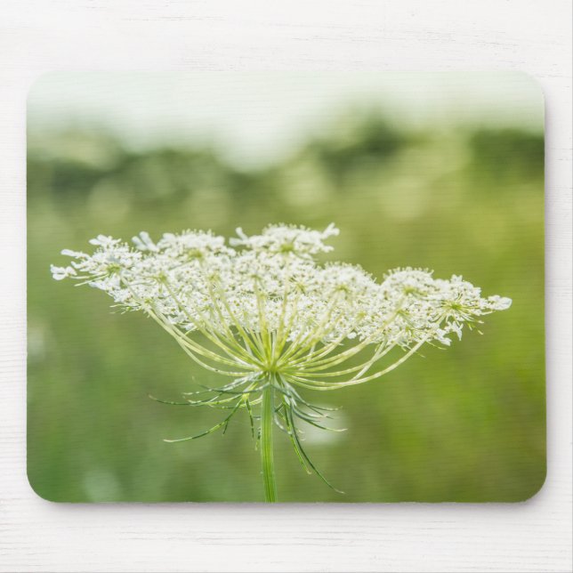 Queen Anne's Lace Flower Wildflowers Mouse Pad (Front)