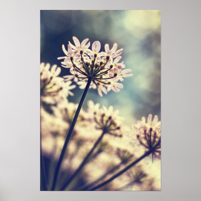 Queen Annes Lace flowers Art print (Front)