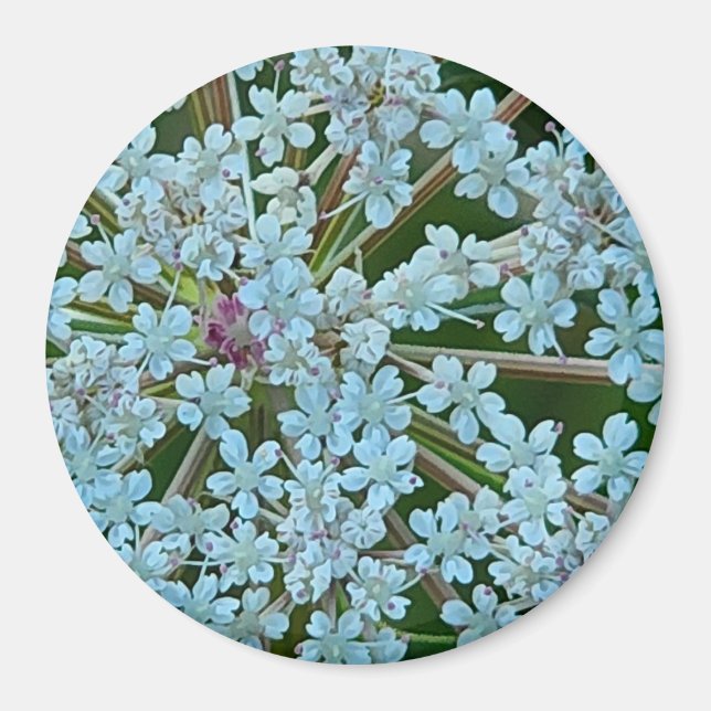 Queen Anne's Lace Flowers Magnet (Front)