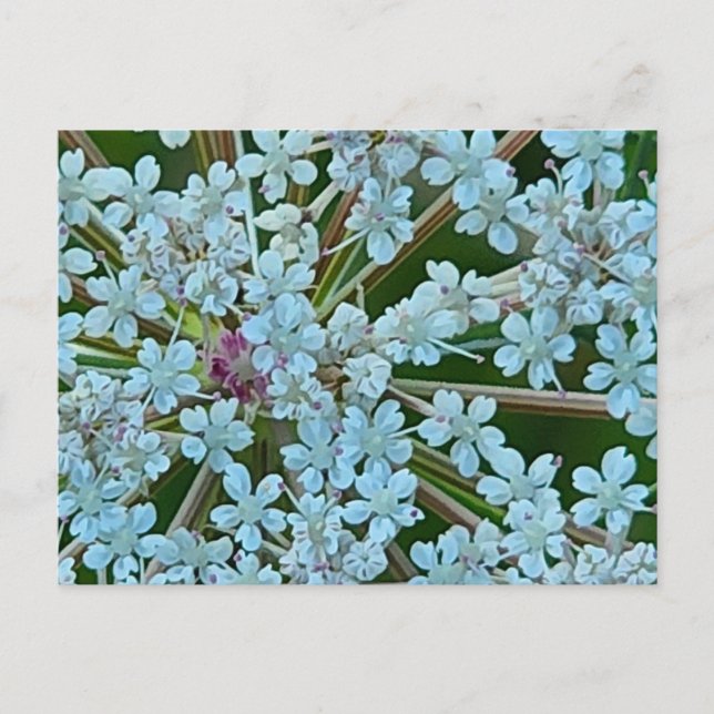 Queen Anne's Lace Flowers Postcard (Front)