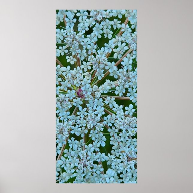 Queen Anne's Lace Flowers Poster (Front)