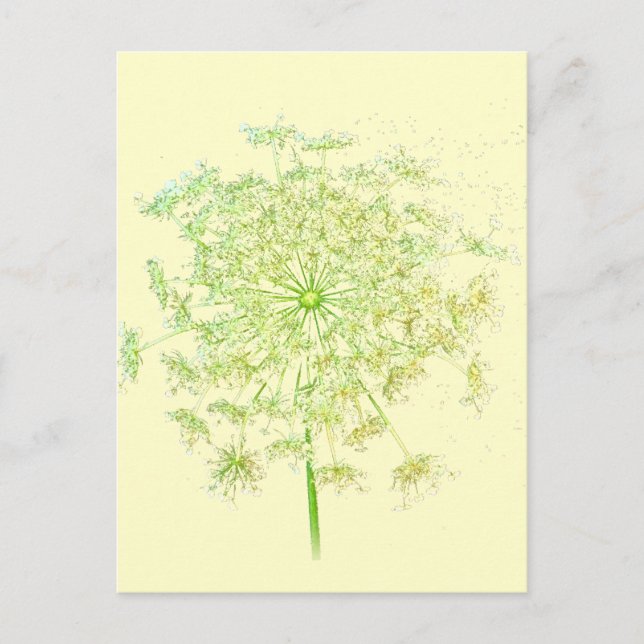 Queen Anne's Lace Gifts and Favours Postcard (Front)