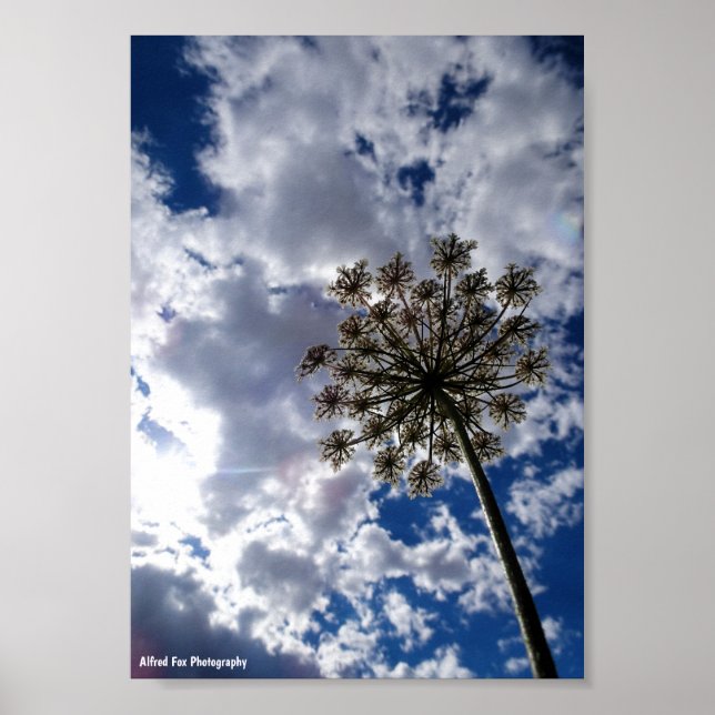 Queen Anne's Lace in Cloudy Skies Poster (Front)