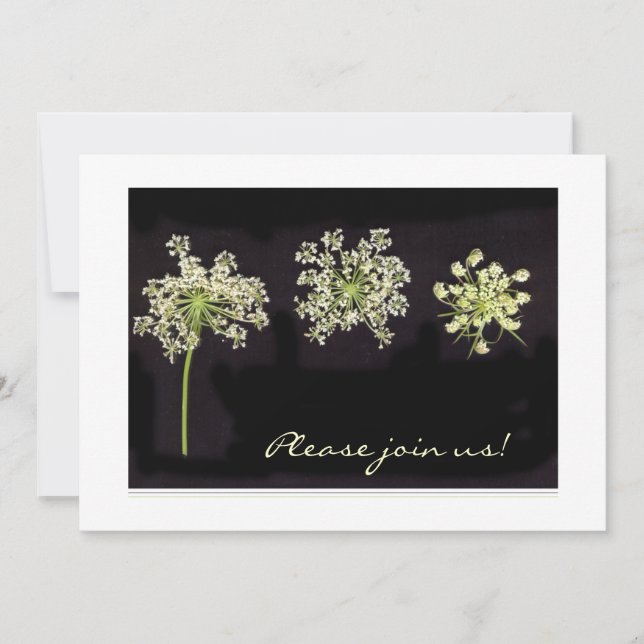 Queen Anne's Lace invitation (Front)