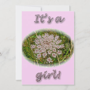 Queen Annes Lace Its a Girl New Baby Announcement