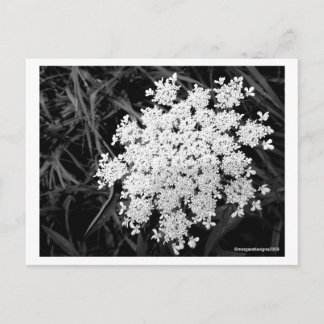 Queen Anne's Lace Number 1 Postcard