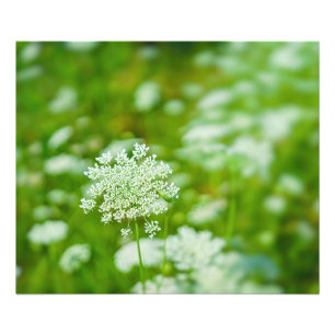 Queen Anne's Lace Photo Print