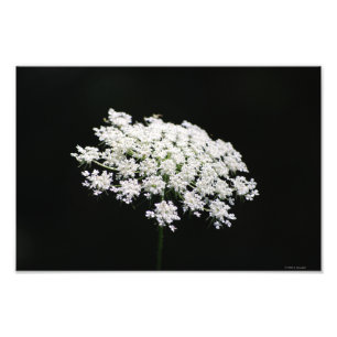 Queen Anne's Lace photo print