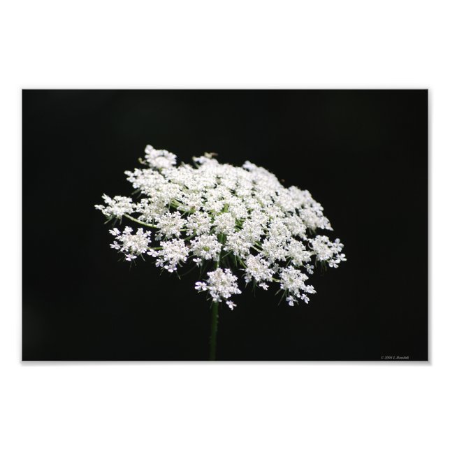 Queen Anne's Lace photo print (Front)