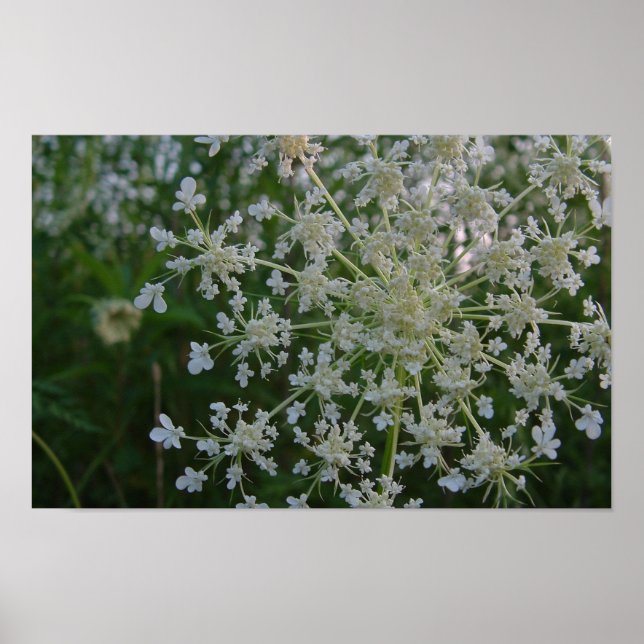 Queen Anne's Lace Poster (Front)