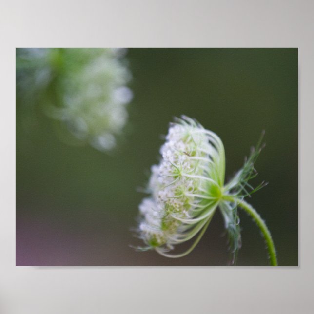 Queen Anne's Lace Poster (Front)