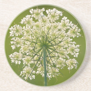Queen Anne's Lace Sandstone Coaster