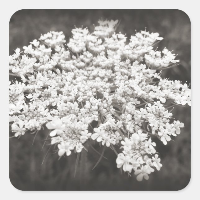 Queen Anne's Lace Square Sticker (Front)