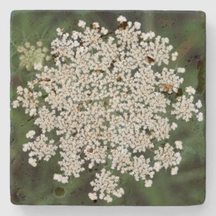 Queen Anne's Lace Stone Coaster