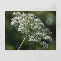 Queen Anne's Lace White Wildflower Postcard