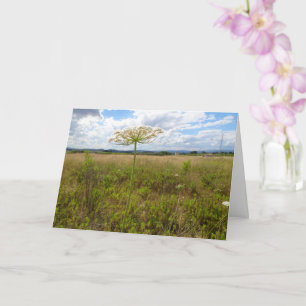 Queen Anne's Lace, Wild Floral Landscape Card