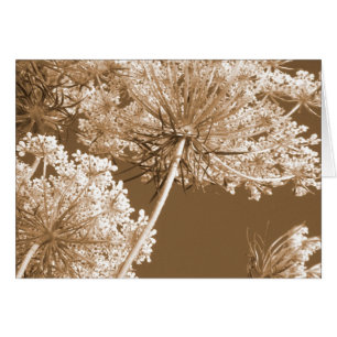 Queen Ann's Lace