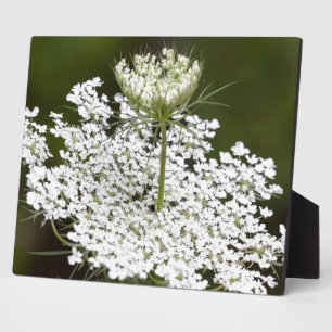 Queen Ann's Lace Plaque