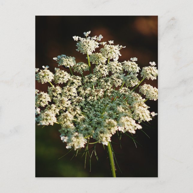 Queen Ann's Lace Postcard (Front)