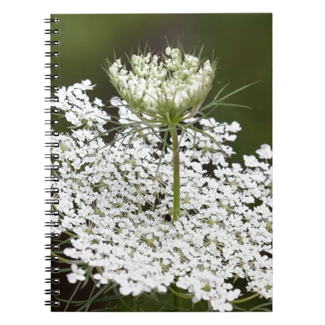 Queen Ann's Lace Spiral Notebook (Front)