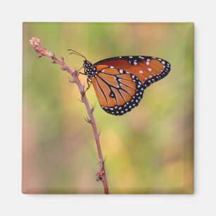 Queen basking in the light magnet