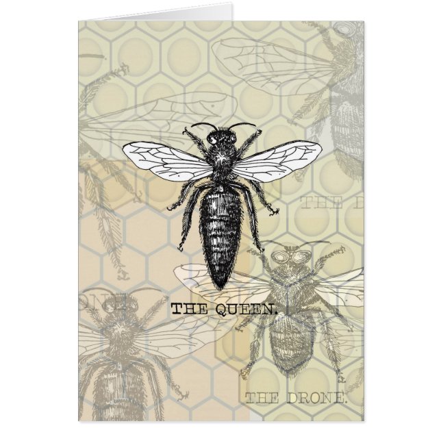 Queen Bee Bug Insect Antique Illustration (Front)