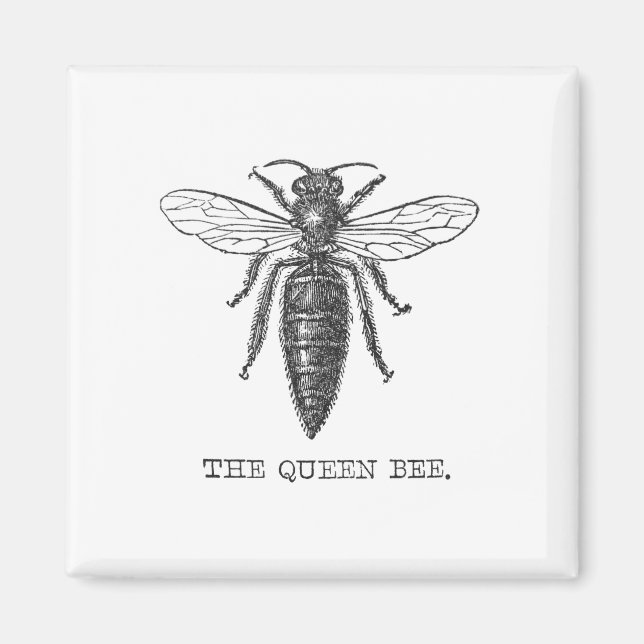 Queen Bee Bug Insect Antique Illustration Magnet (Front)