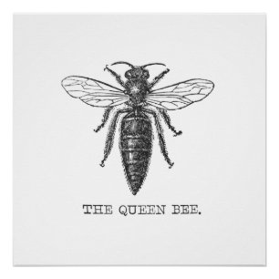 Queen Bee Bug Insect Antique Illustration Poster