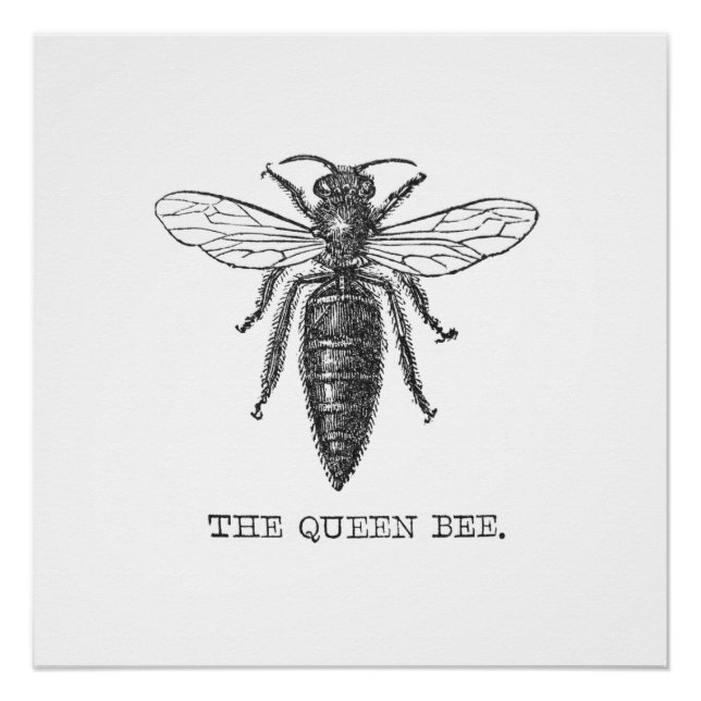 Queen Bee Bug Insect Antique Illustration Poster (Front)