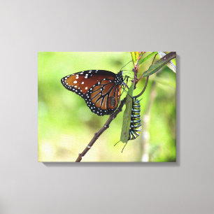 Queen Butterfly and Monarch Caterpillar Canvas Print