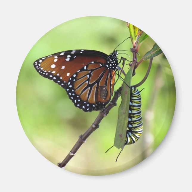 Queen Butterfly and Monarch Caterpillar Magnet (Front)