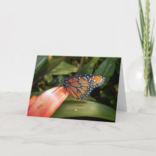 Queen Butterfly Card