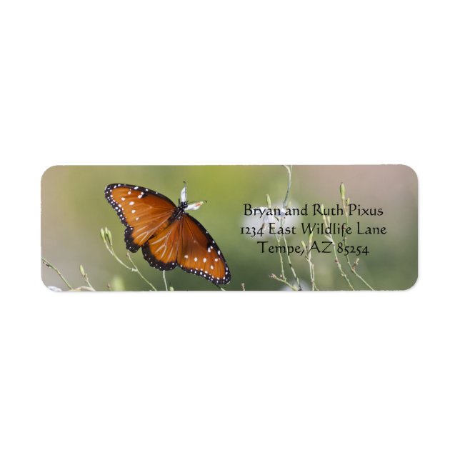 Queen Butterfly in Morning light (Front)