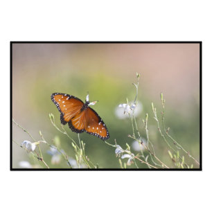 Queen Butterfly in Morning light Photo Print