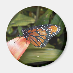 Queen Butterfly Magnet