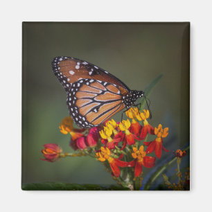 Queen butterfly on tropical milkweed magnet