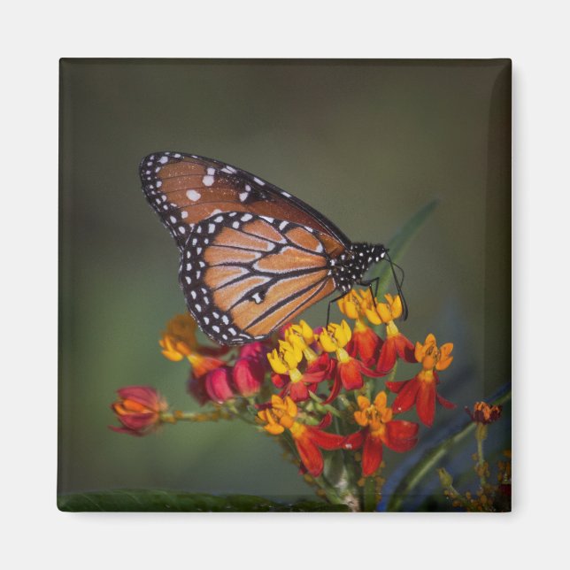 Queen butterfly on tropical milkweed magnet (Front)