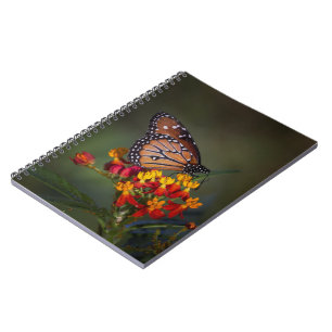 Queen butterfly on tropical milkweed notebook