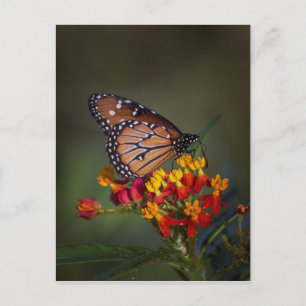 Queen butterfly on tropical milkweed postcard