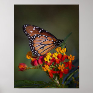 Queen butterfly on tropical milkweed poster