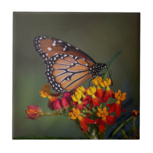 Queen Butterfly on tropical milkweed Tile