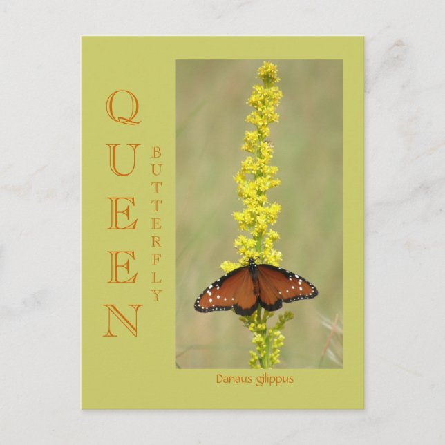 QUEEN  BUTTERFLY POSTCARD (Front)