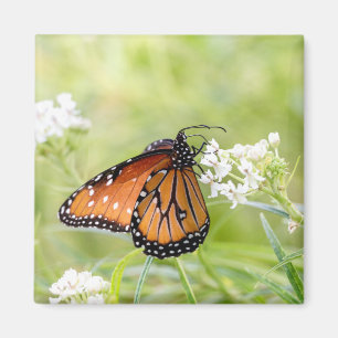 Queen Butterfly Sunning on Milkweed Magnet