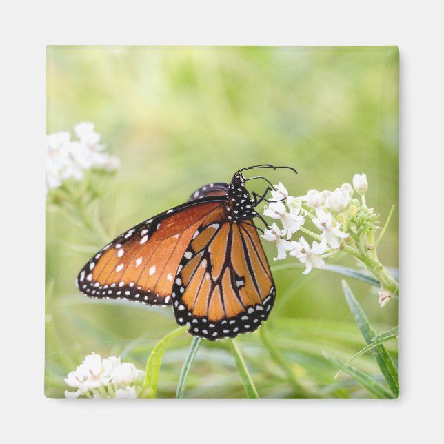 Queen Butterfly Sunning on Milkweed Magnet (Front)